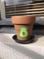 Planter un avocat